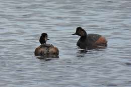 Image of Podiceps nigricollis nigricollis Brehm & CL 1831