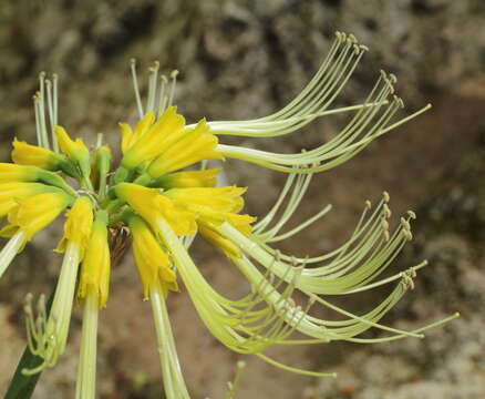 Image of Eucrosia aurantiaca (Baker) Pax