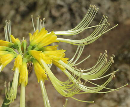 Image of Eucrosia aurantiaca (Baker) Pax