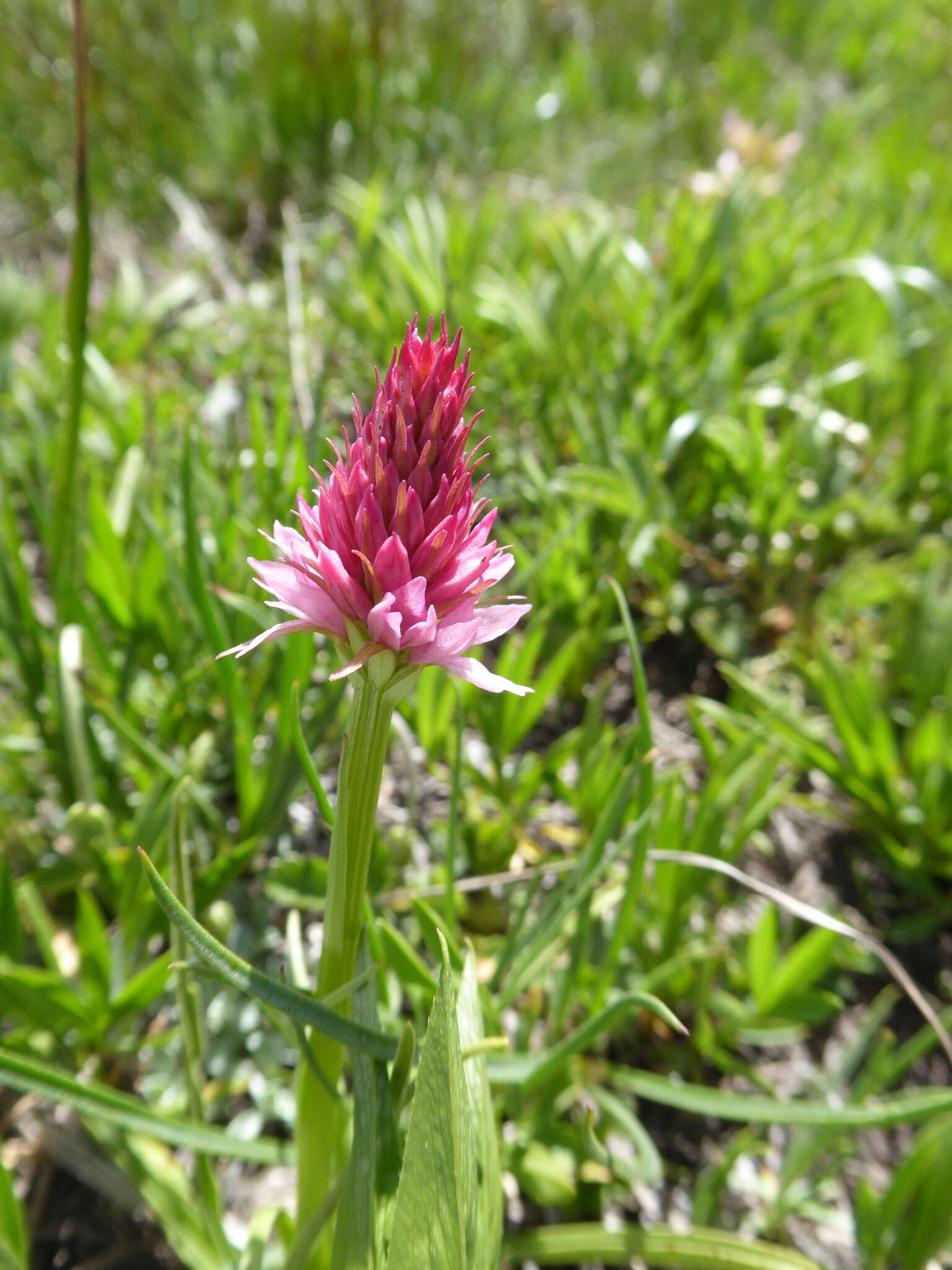 Image of Gymnadenia corneliana (Beauverd) Teppner & E. Klein