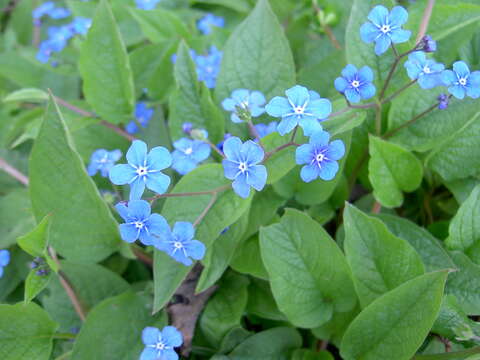 Omphalodes verna Moench resmi