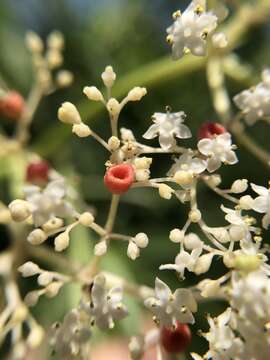 Plancia ëd Sambucus javanica Reinw. ex Bl.