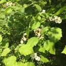 Sivun Crataegus holmesiana Ashe kuva