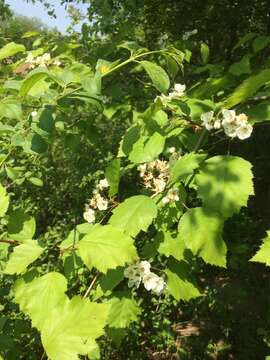 Image of Holmes' hawthorn