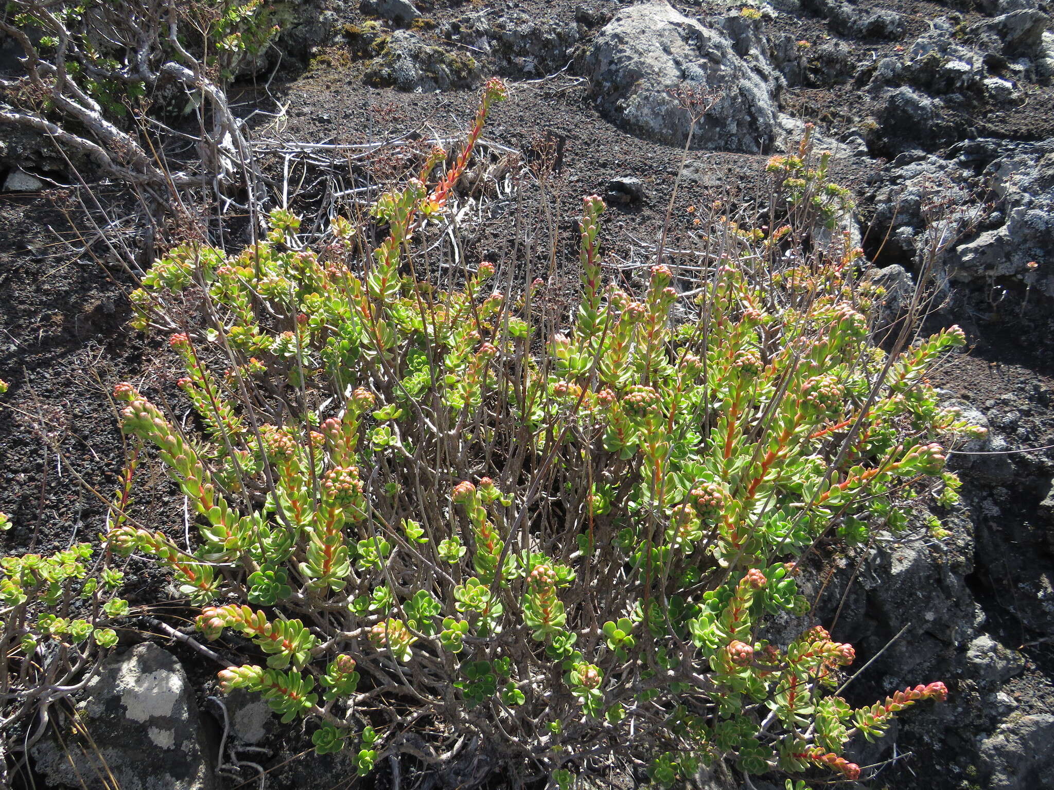 Image of Aeonium spathulatum (Hornem.) Praeger