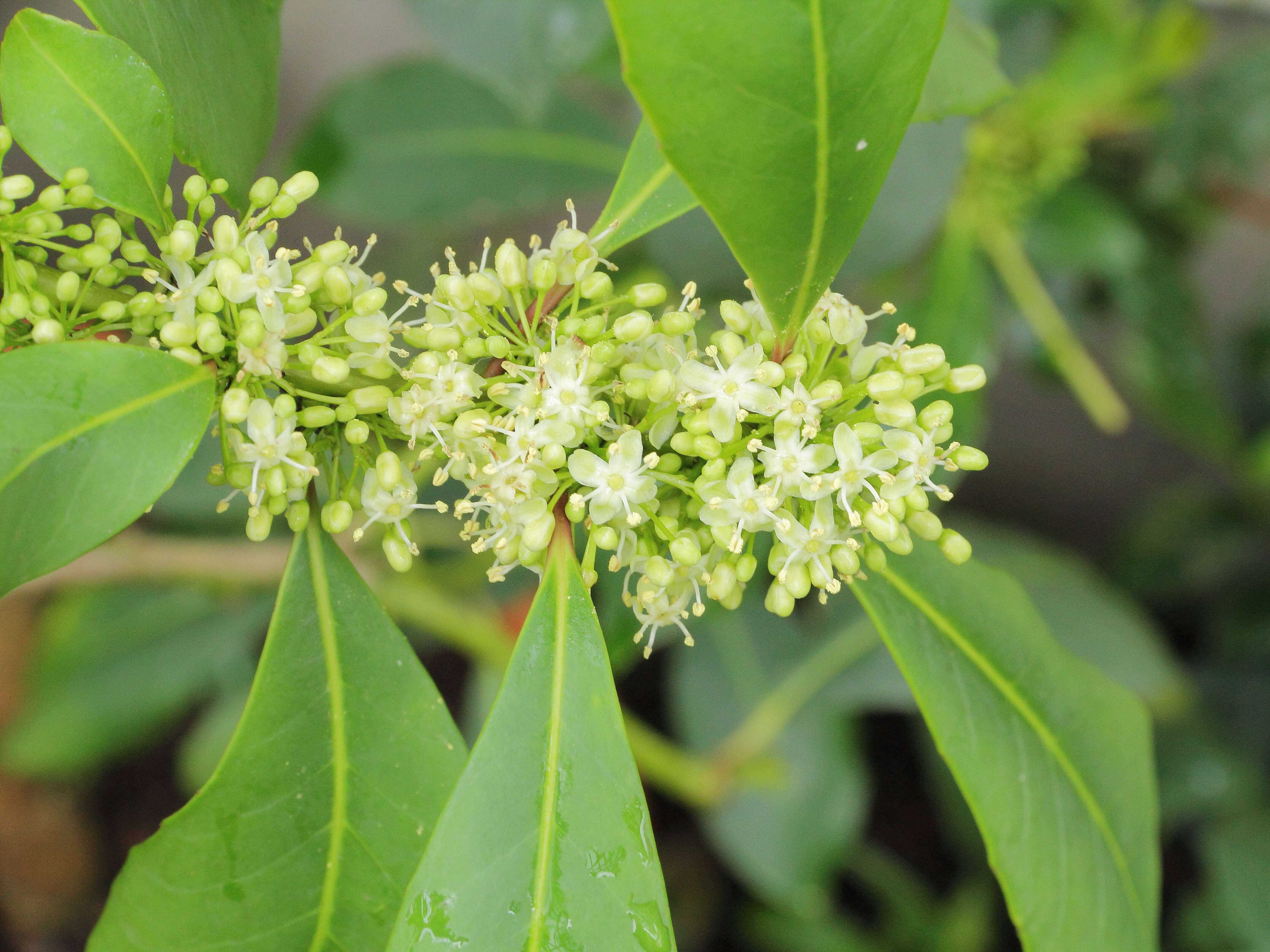 Слика од Ilex paraguariensis A. St.-Hil.