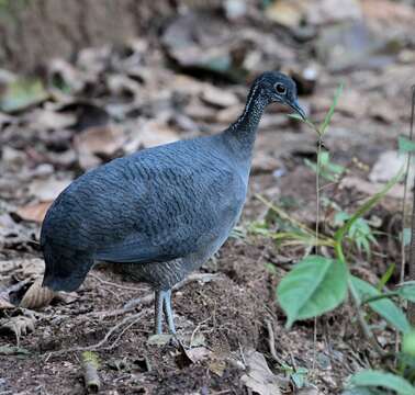 Image of Gray Tinamou