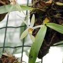 Dendrobium triflorum (Blume) Lindl.的圖片