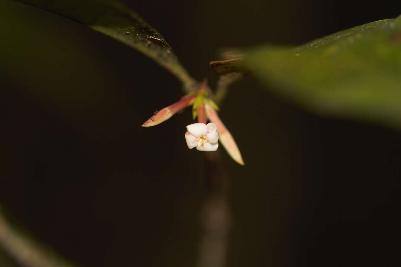 Image of Ixora aluminicola Steyerm.