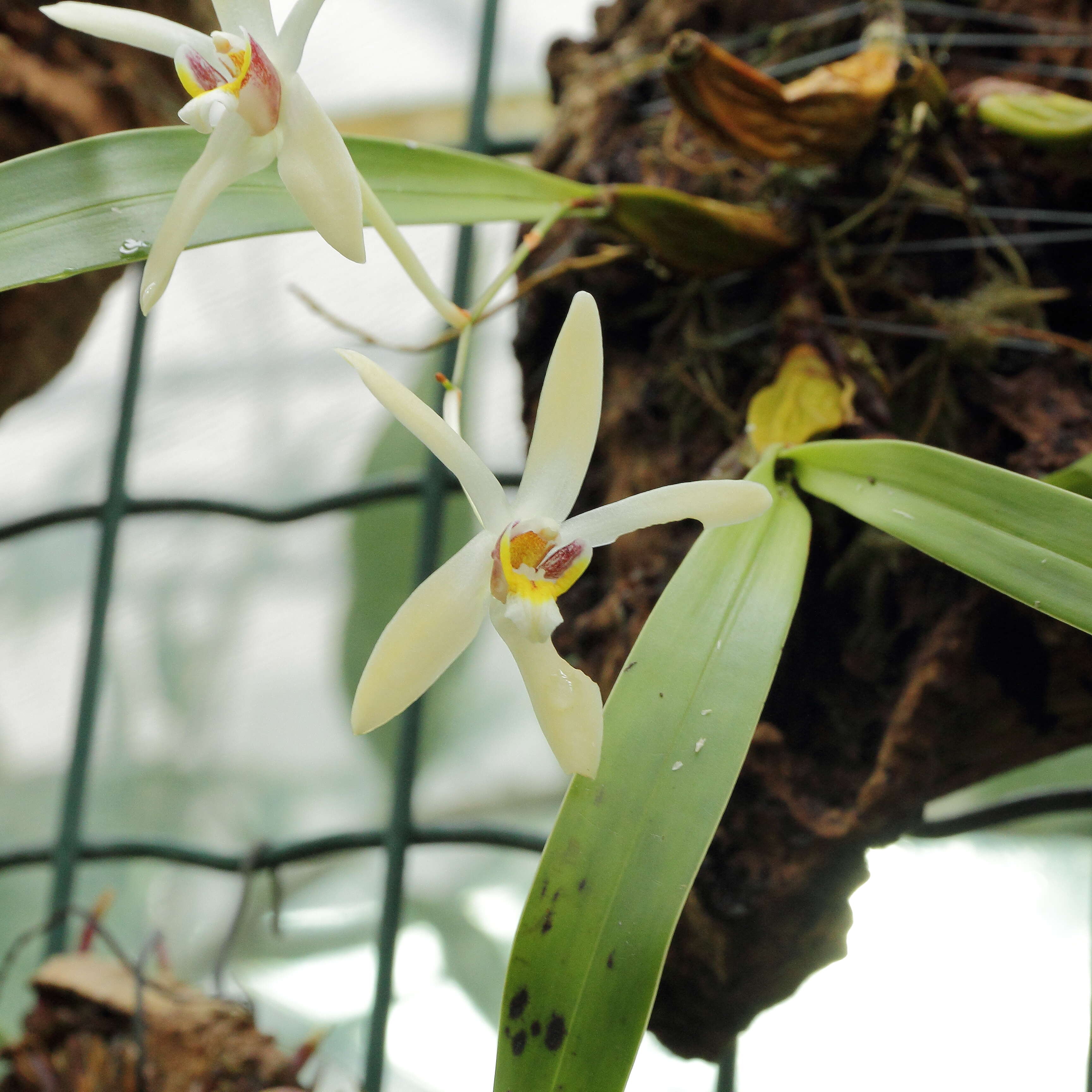 Dendrobium triflorum (Blume) Lindl.的圖片