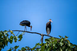 Image of Storm's Stork