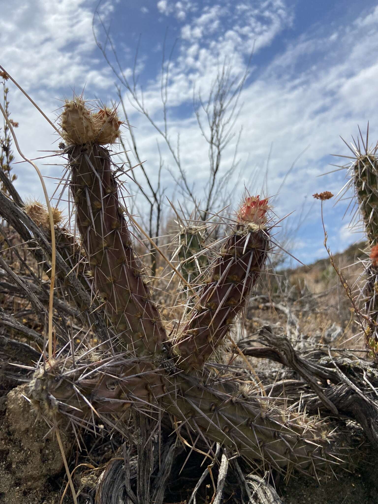 Image of Cylindropuntia californica var. rosarica (G. E. Linds.) Rebman