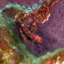 Image of Matador triplefin