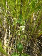 Galium labradoricum (Wiegand) Wiegand resmi