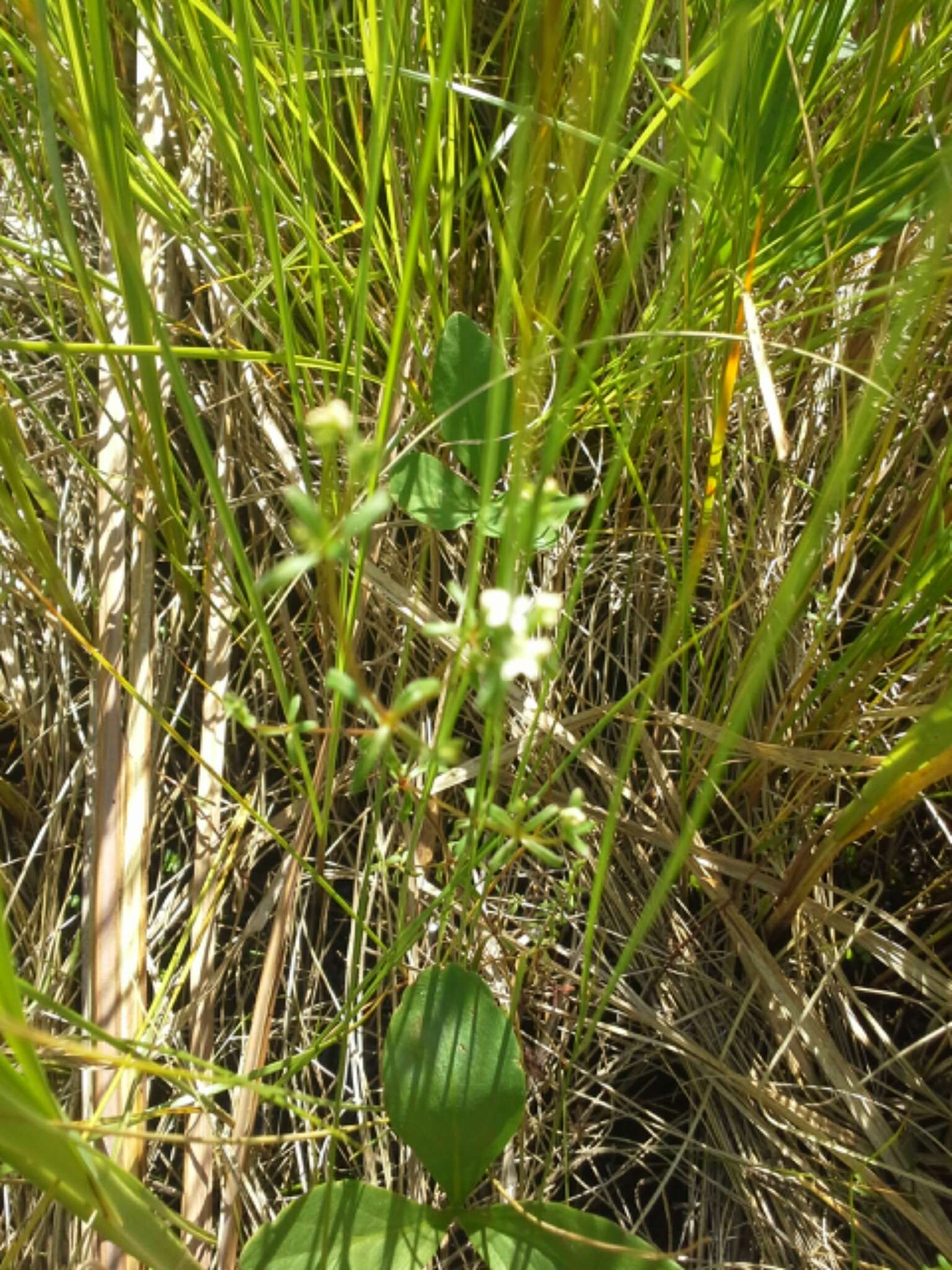 Image of Bog bedstraw