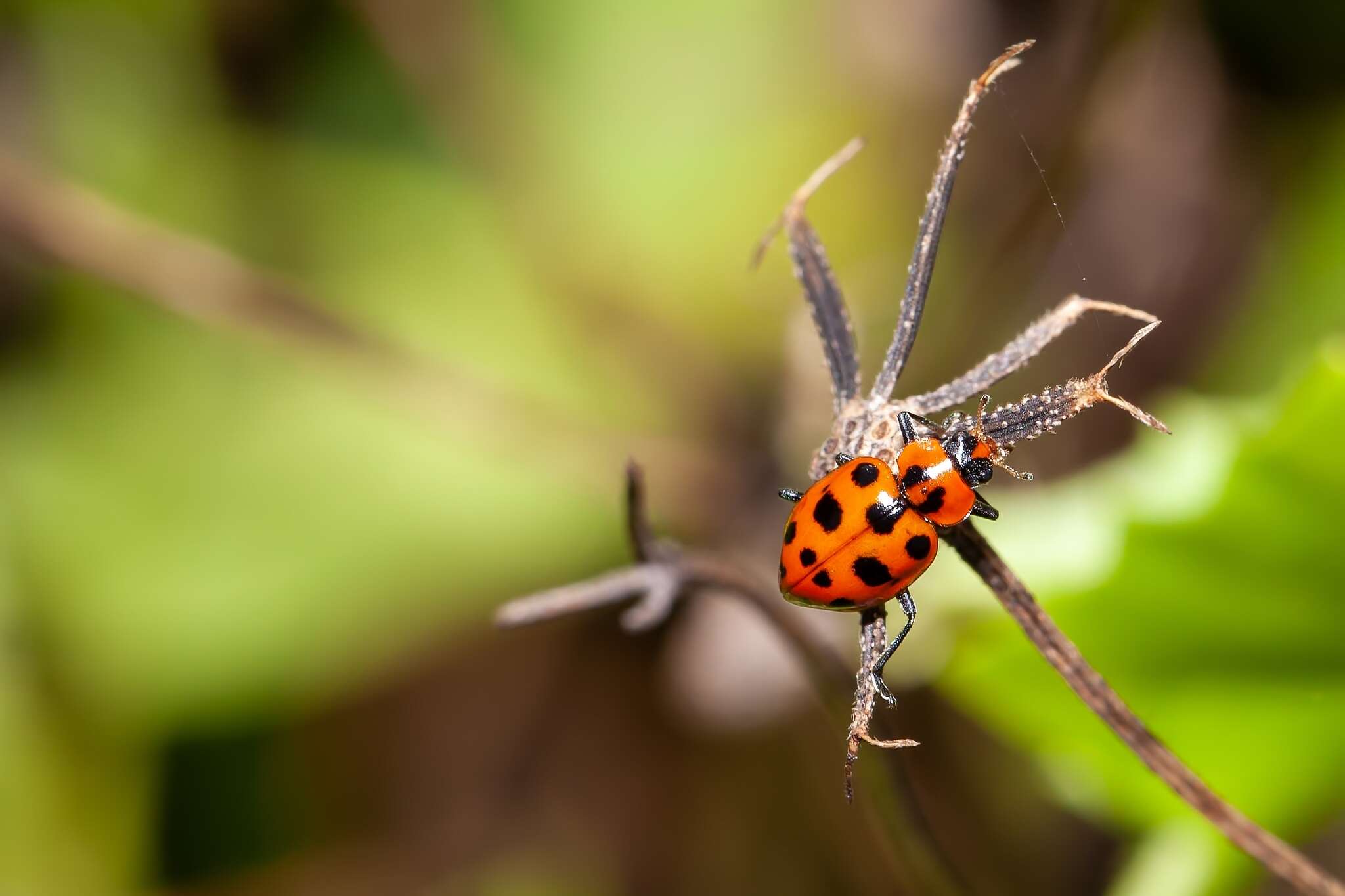 Sivun Coleomegilla maculata fuscilabris (Mulsant 1866) kuva