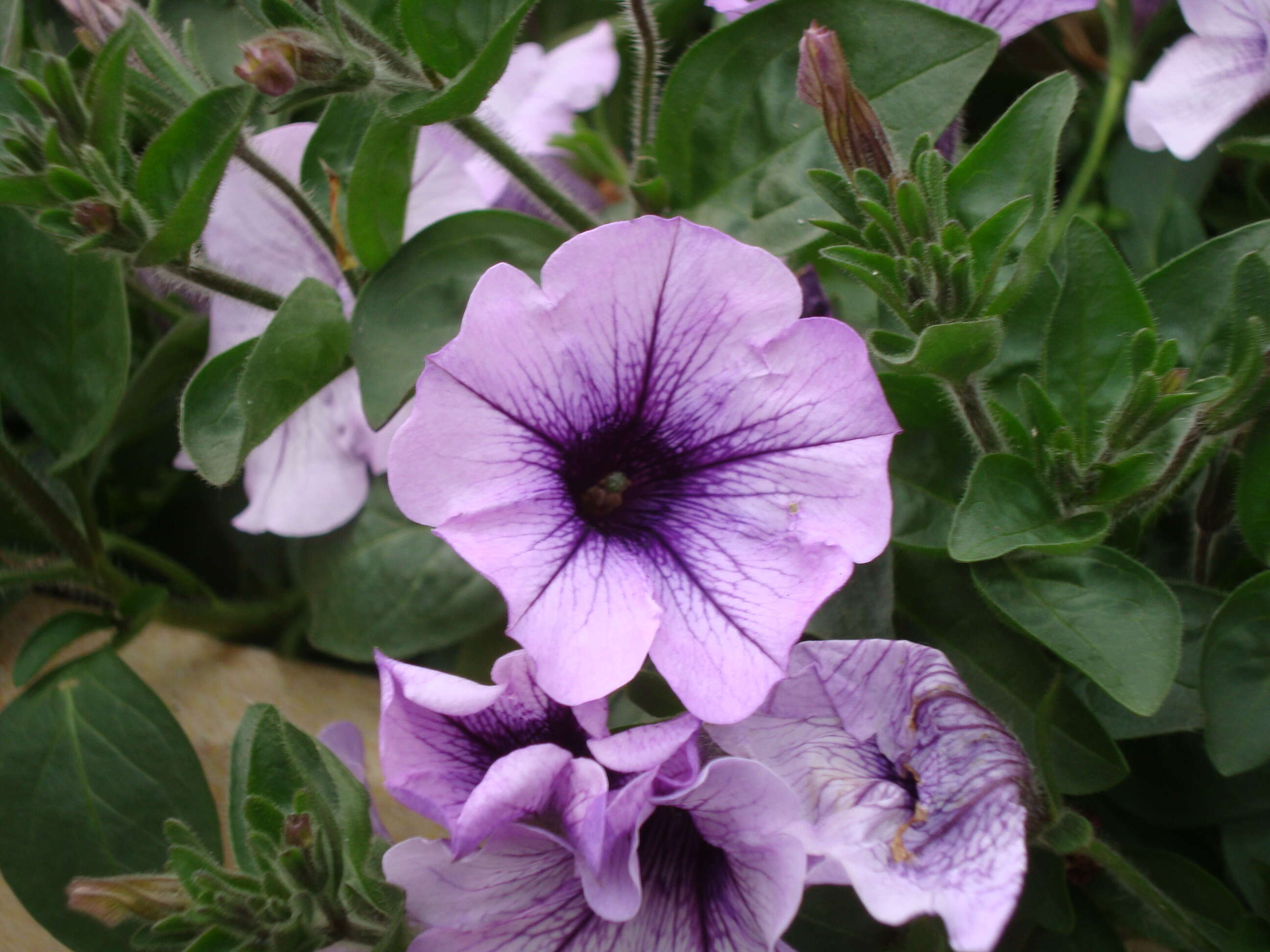 Image of petunia