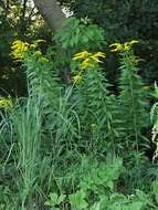 Image of Canada goldenrod