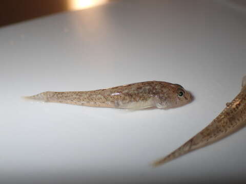 Image of Common Goby