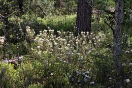 Imagem de Rhododendron tomentosum (Stokes) Harmaja