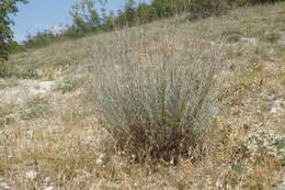 صورة Artemisia taurica