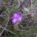 Image of Common Fringe Lily