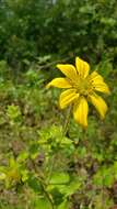 Imagem de Silphium integrifolium var. asperrimum (Hook.) B. L. Turner