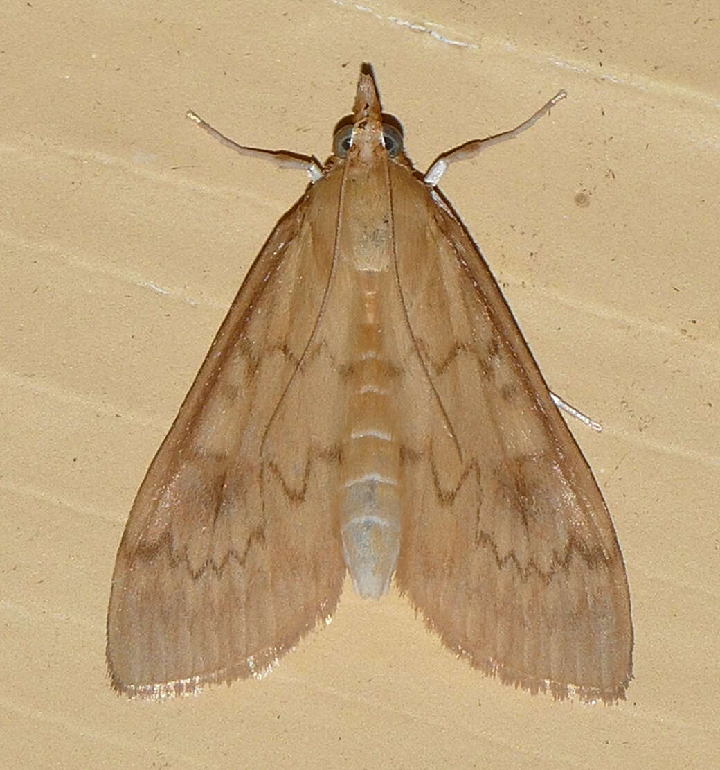 Image of American Lotus Borer