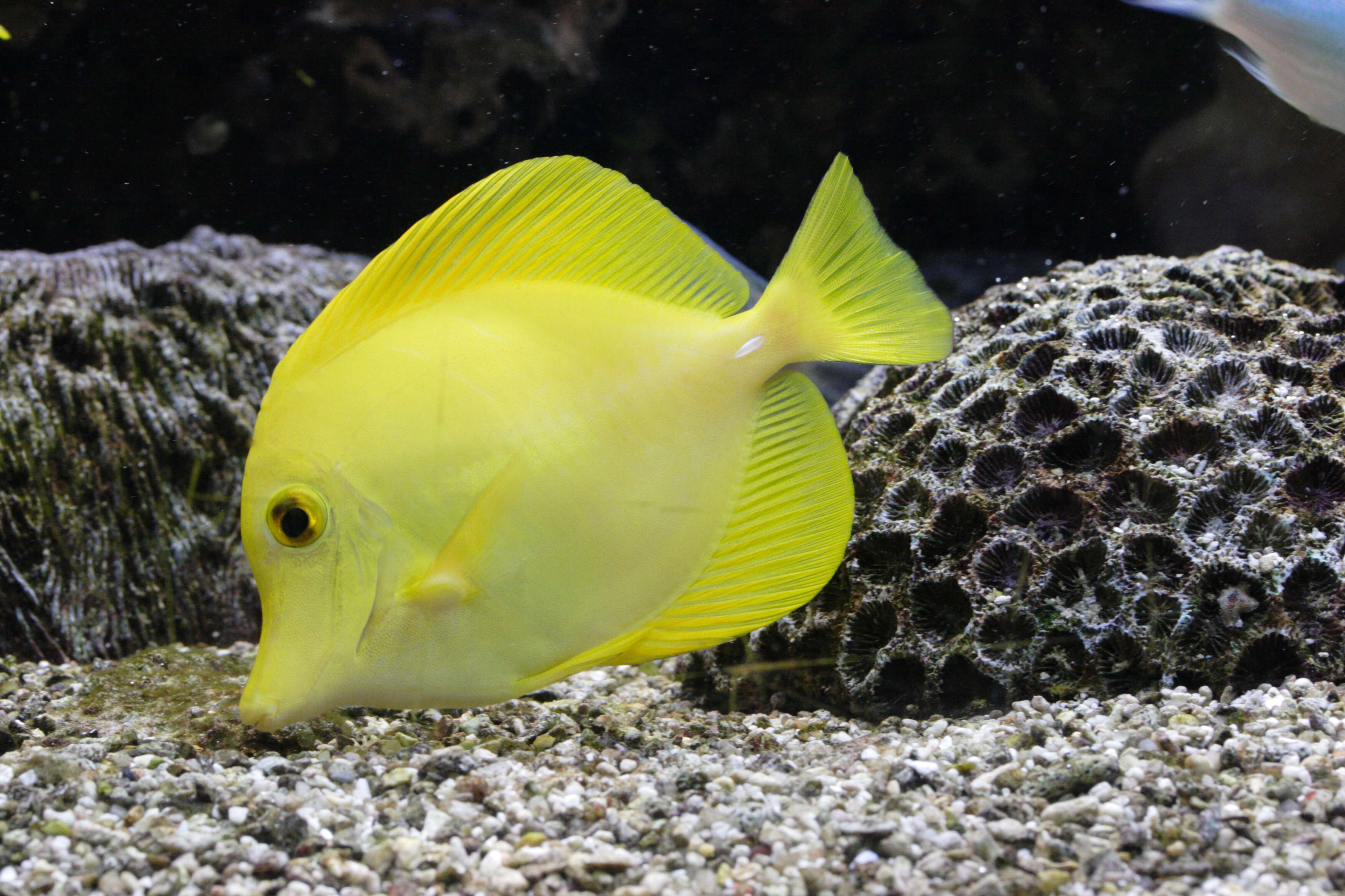 Image of Lemon Sailfin