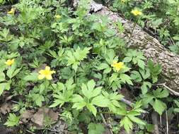 Ranunculus hispidus var. nitidus (Ell.) T. Duncan的圖片