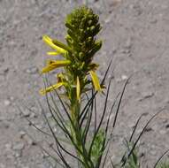 Image of yellow asphodel