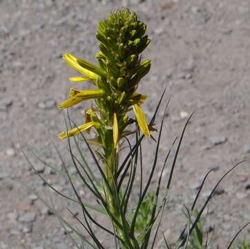 Image of yellow asphodel