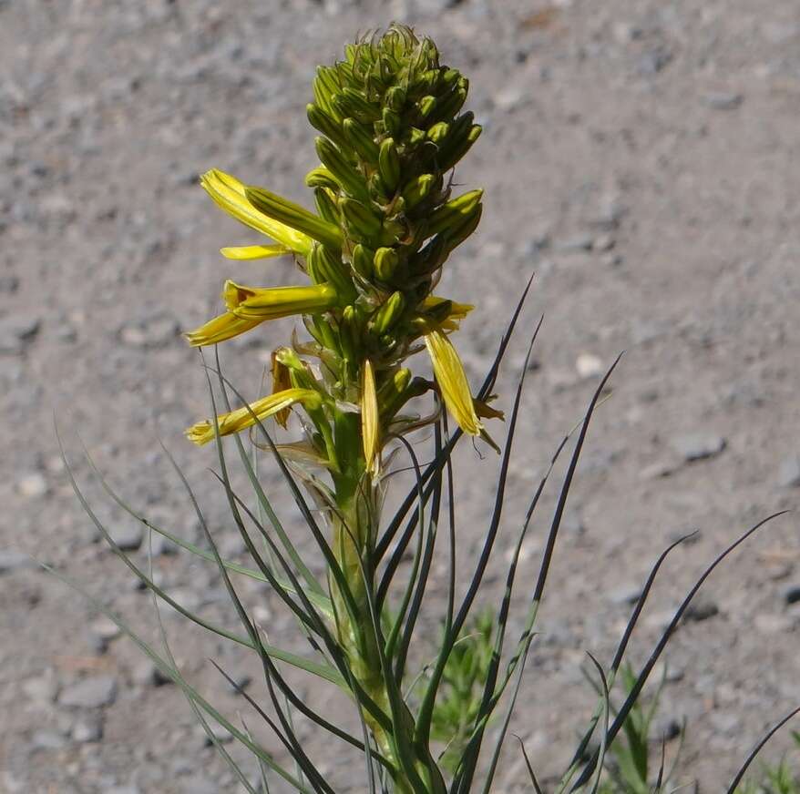 Image of yellow asphodel