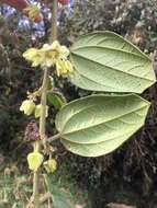 Image of Passiflora ursina Killip & Cuatrec.