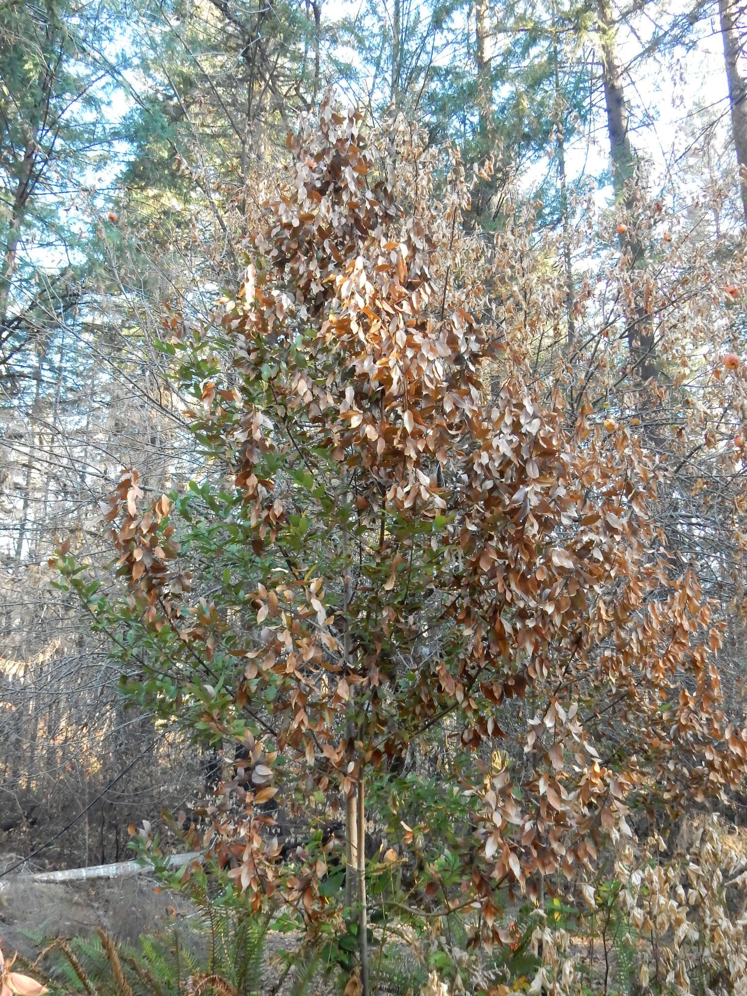 Image of California laurel