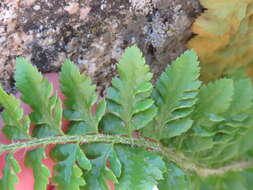 Image de Polystichum scopulinum (D. C. Eat.) Maxon