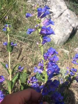 Image of Wasatch beardtongue