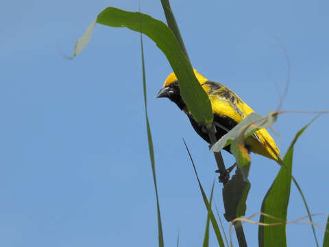 Image of Yellow-crowned Bishop