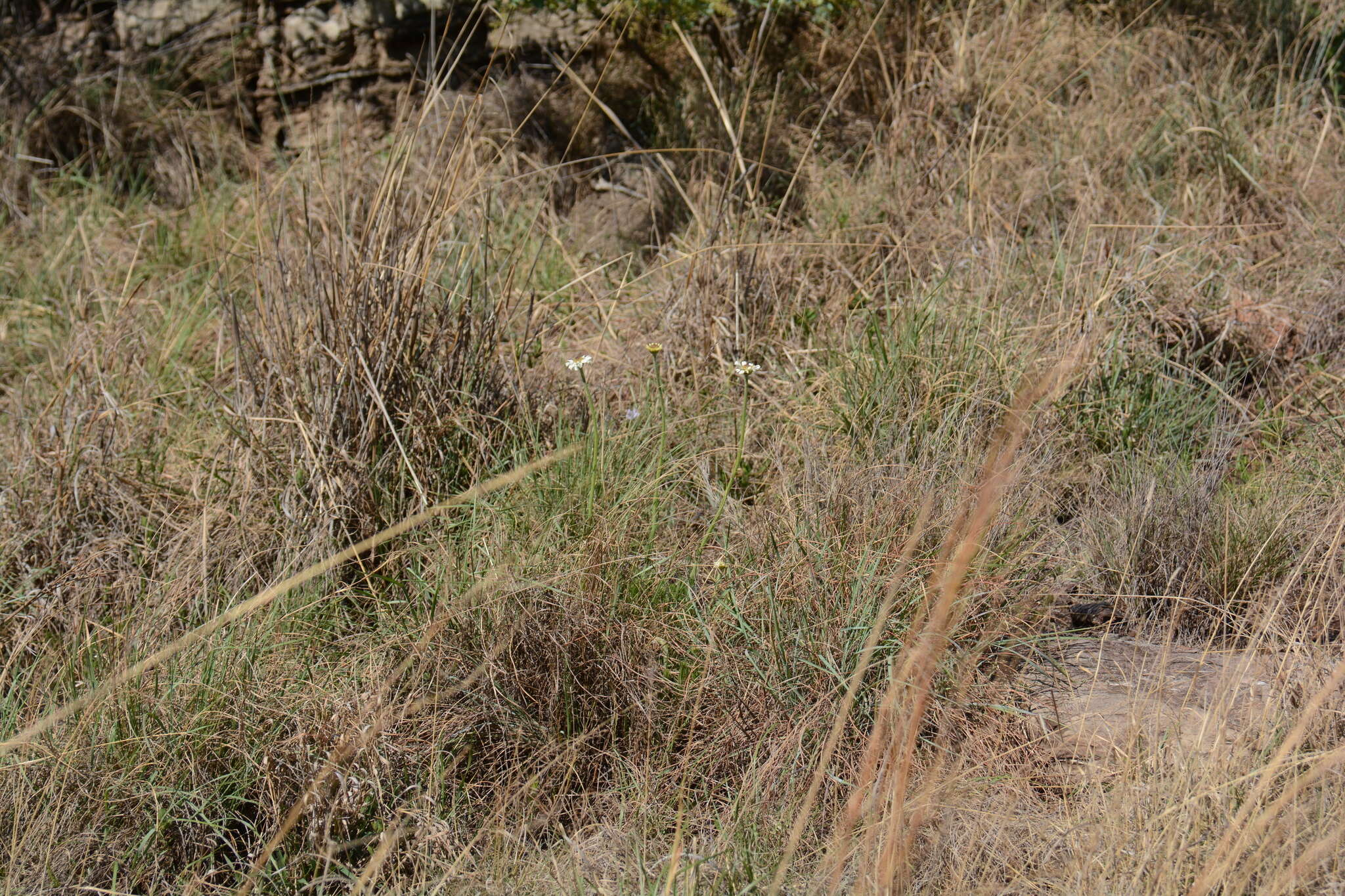 Image of Wild ox-eye daisy