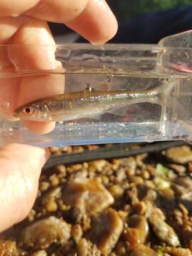 Image of Blueside Shiner