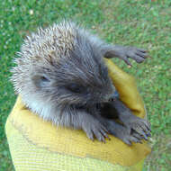 Image of Northern White-Breasted Hedgehog