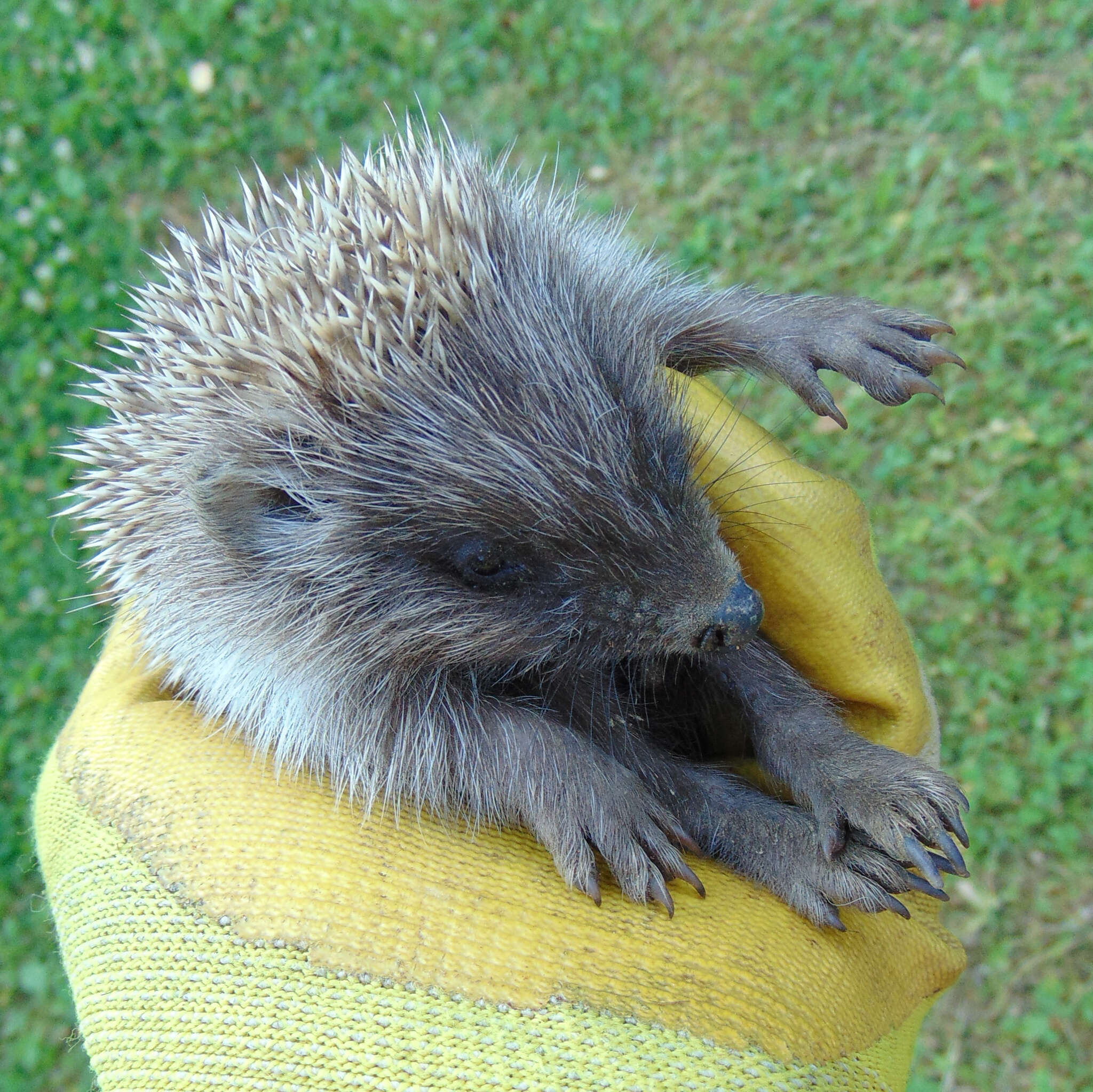 Image of Northern White-Breasted Hedgehog