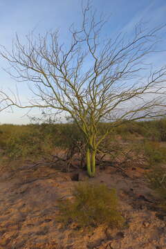 Image of Parkinsonia praecox (Ruiz & Pav.) Hawkins