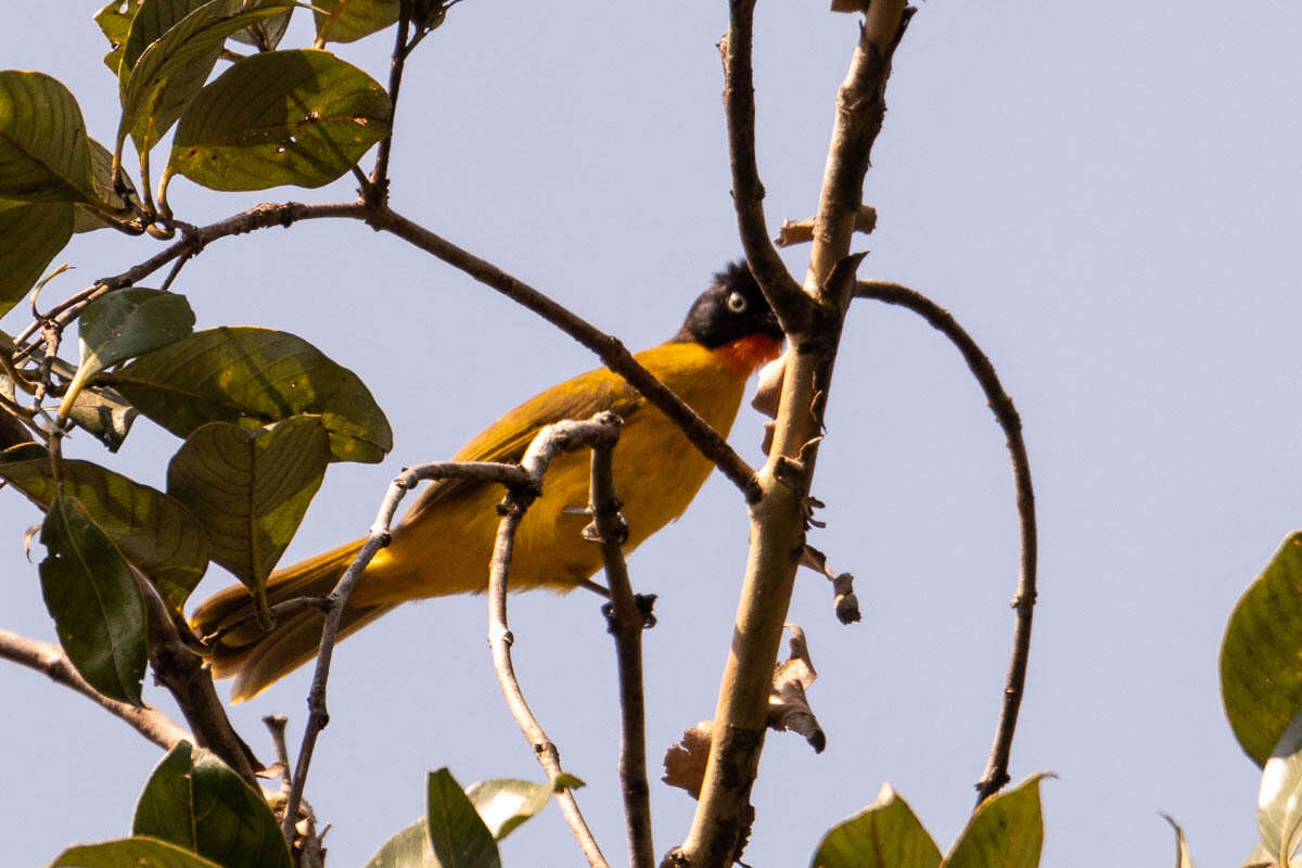 Image of Flame-throated Bulbul