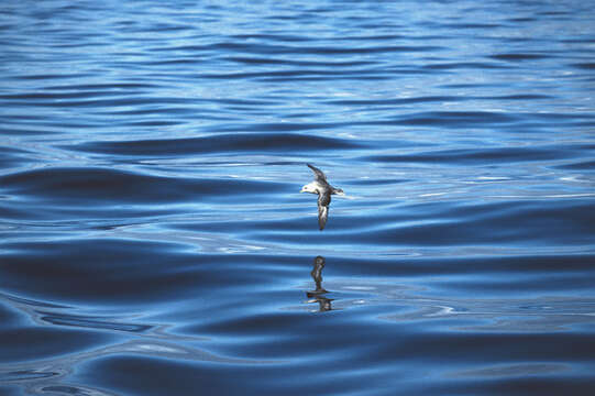 Image of Fulmar