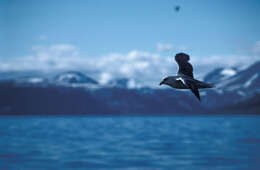 Image of Fulmar