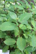 Image of Hydrangea serrata (Thunb.) Ser.