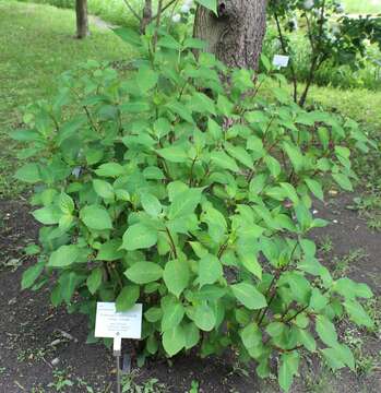 Image of Hydrangea serrata (Thunb.) Ser.