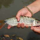 Image of Silversides