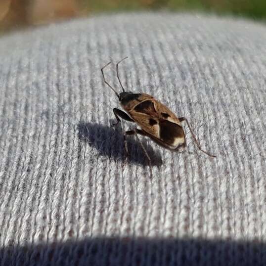 Image of Naphius apicalis (Dallas & W. S. 1852)